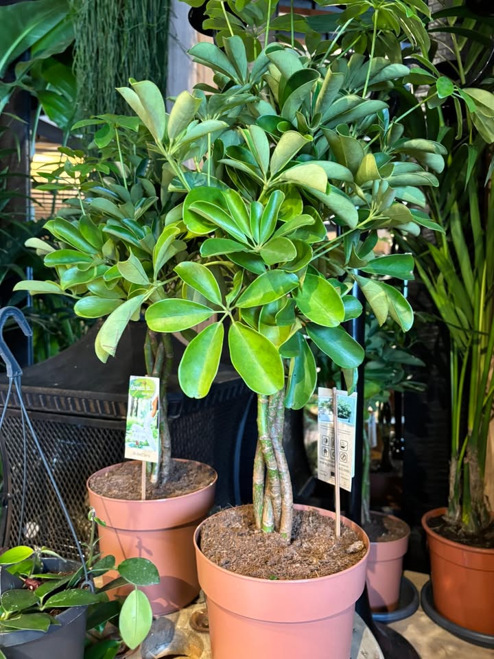 Nieuwsupdate  6 januari - 2026